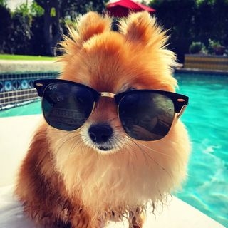 Lola_thepom
