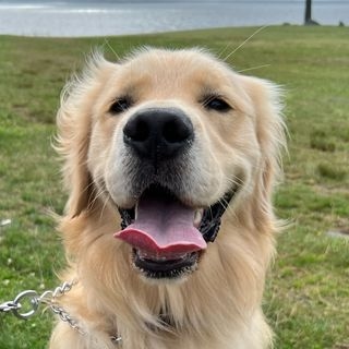bowenthegolden1