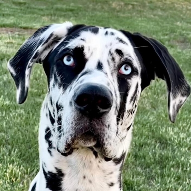 roccothegreatdane