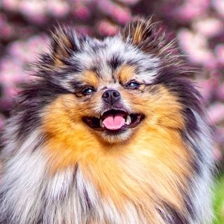 kodathemerlepom