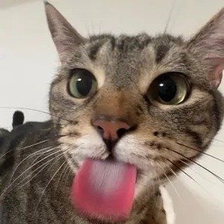 axlethekitty