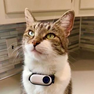 MrKitterstheCat