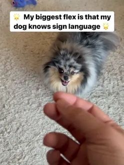 TikTok video