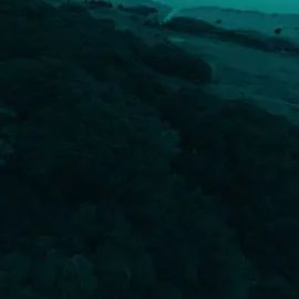 TikTok video
