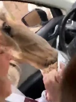 TikTok video