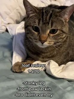 TikTok video