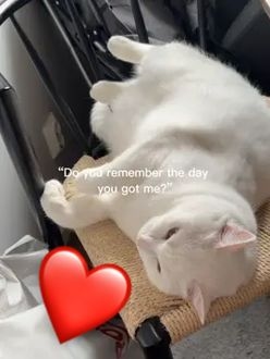 TikTok video
