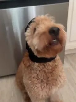 TikTok video