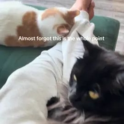 TikTok video