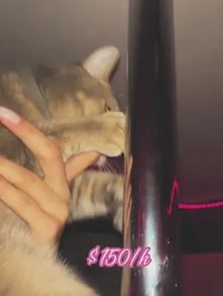 TikTok video