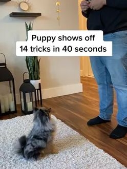 TikTok video