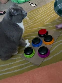 TikTok video