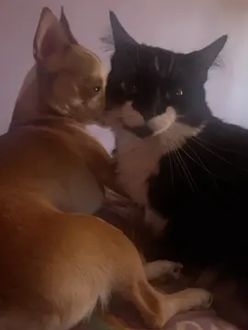 TikTok video