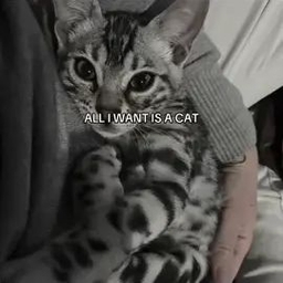 TikTok video
