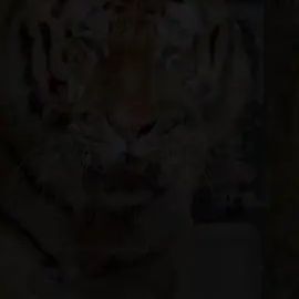 TikTok video