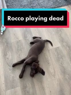 TikTok video