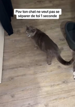 TikTok video