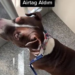 TikTok video