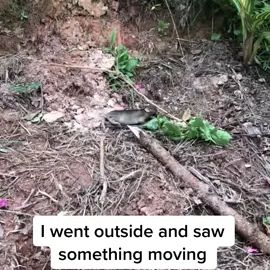 TikTok video