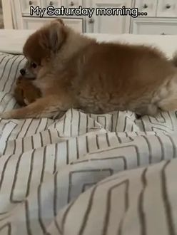 TikTok video