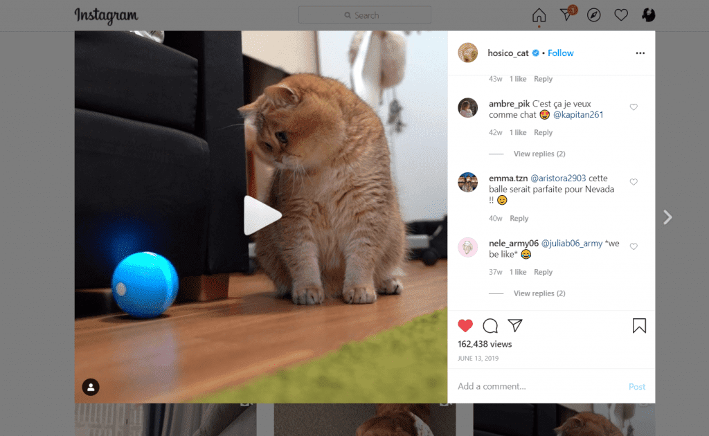 sample review cat influencer