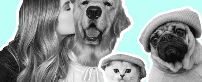 pet influencers