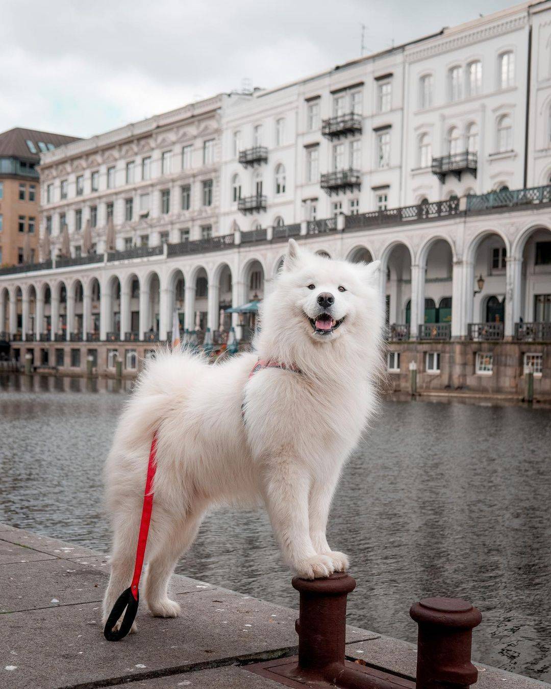 wanderlust_samoyed