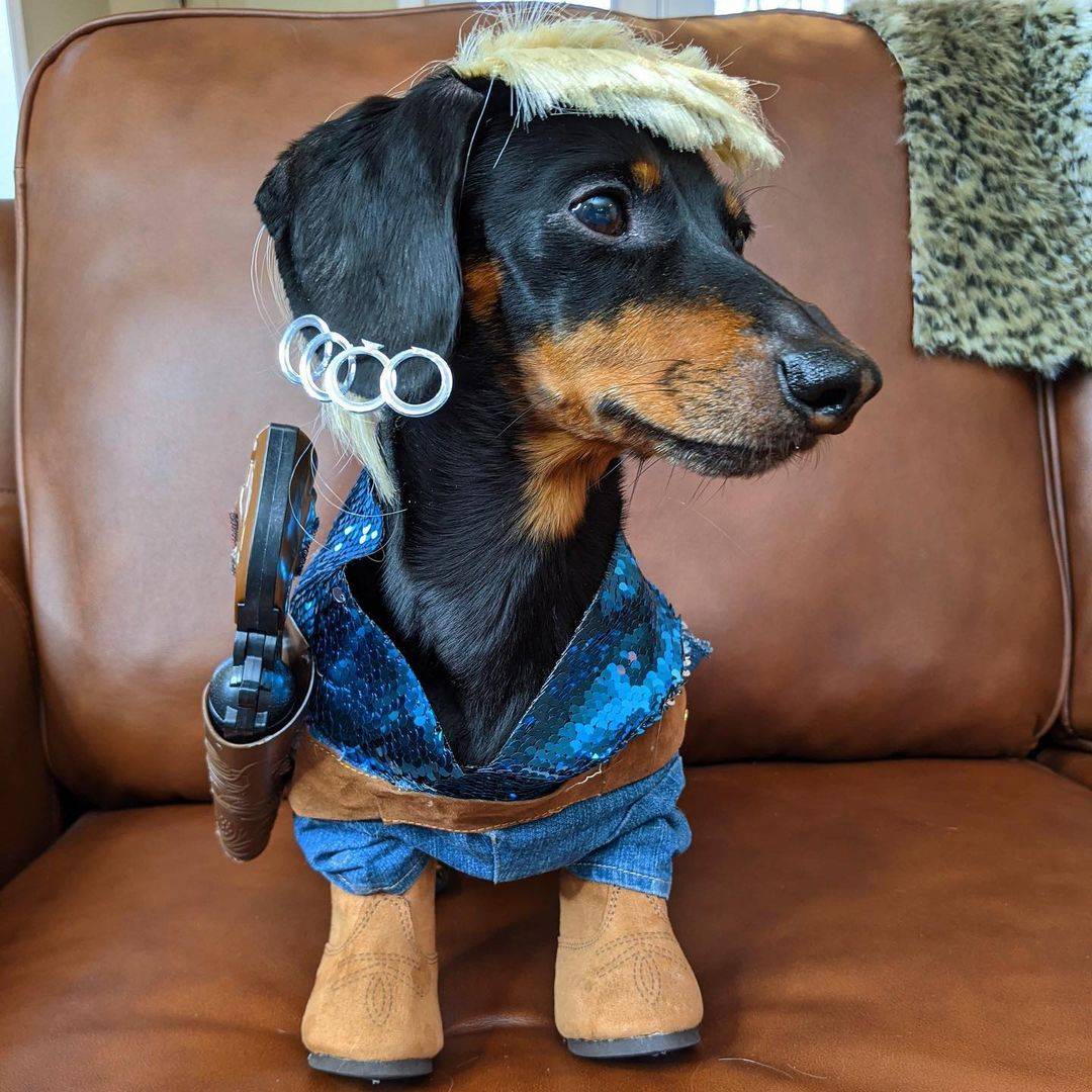 crusoe_dachshund