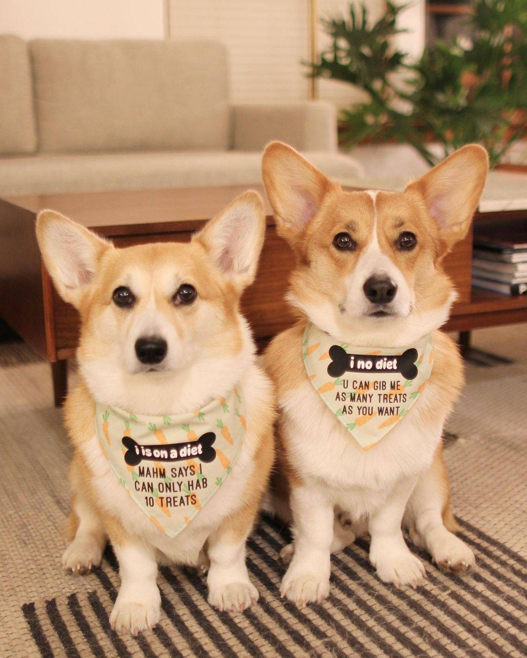 mapleandmortycorgi